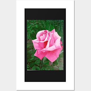 Rose in a Garden Posters and Art